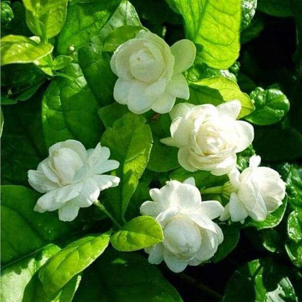 BerryBreeze Mogra Flowering Plant