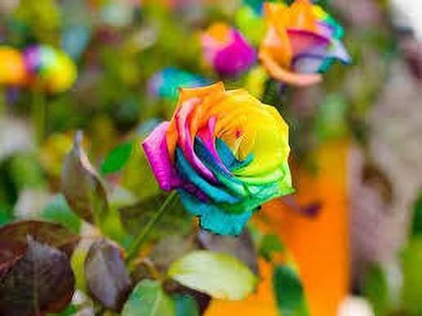 Aclipastal Rose Plant