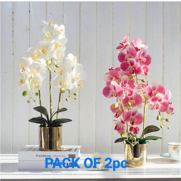 Greenery Nursery Orchid Plant
