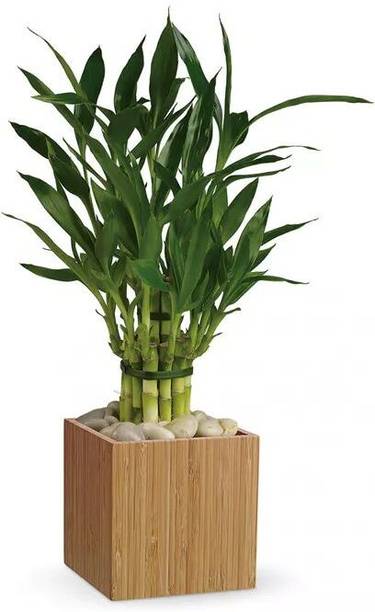 pomgardening Two Layer Bamboo Plant
