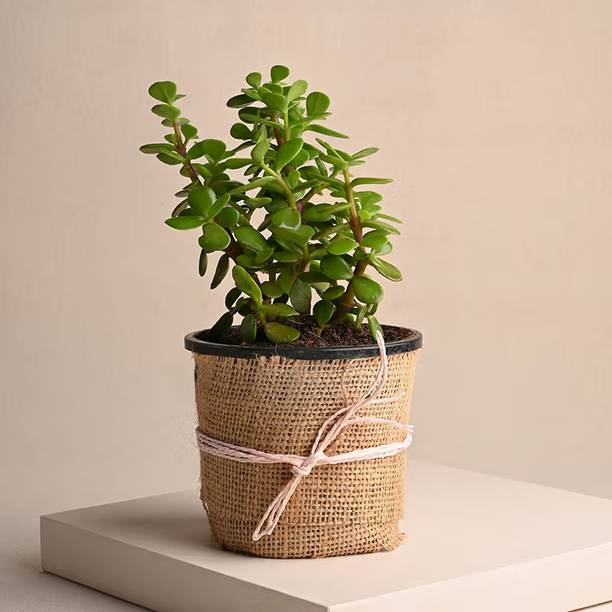 fuegoasiss Jade Plant