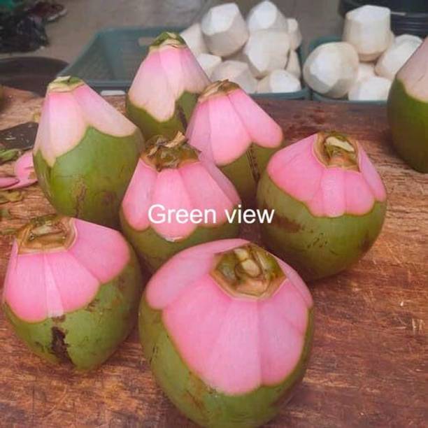 Green view Coconut Plant
