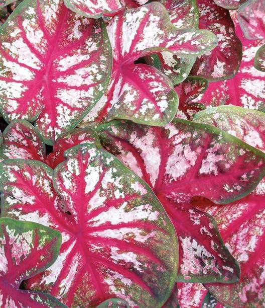 Daffodils Caladium Plant