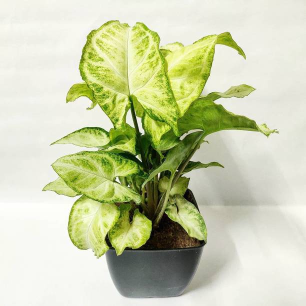 Aclipastal Syngonium Plant