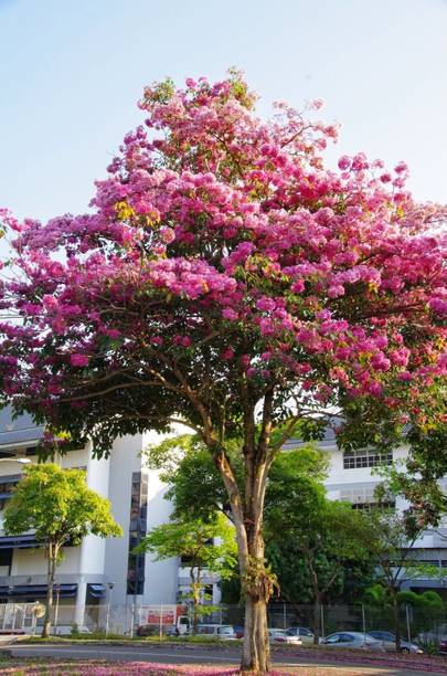 Oxygreenplant Tabebuia rosea