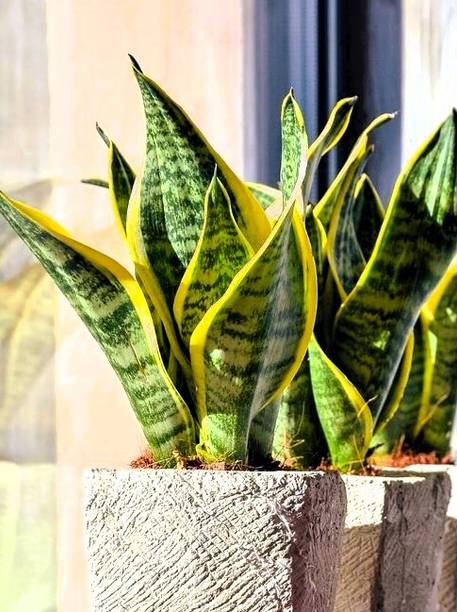Greenearth Golden Snake Flame Plant, Snake Plant