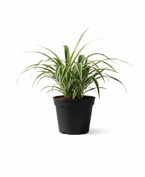 PlantUpGarden Spider Plant