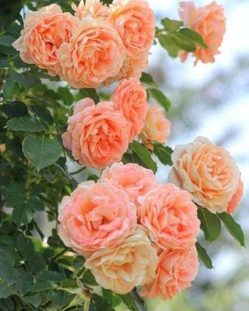 Aclipastal Rose Plant