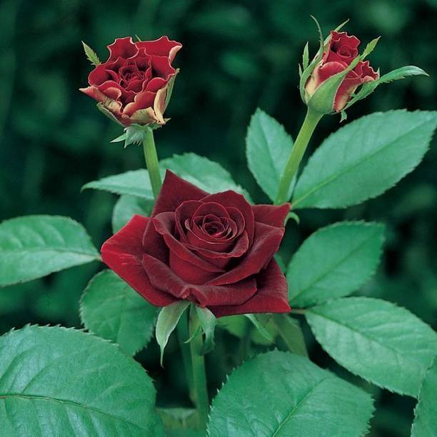 Aclipastal Rose Plant
