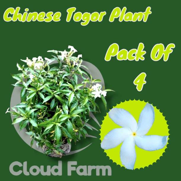 chiku Jasmine Plant