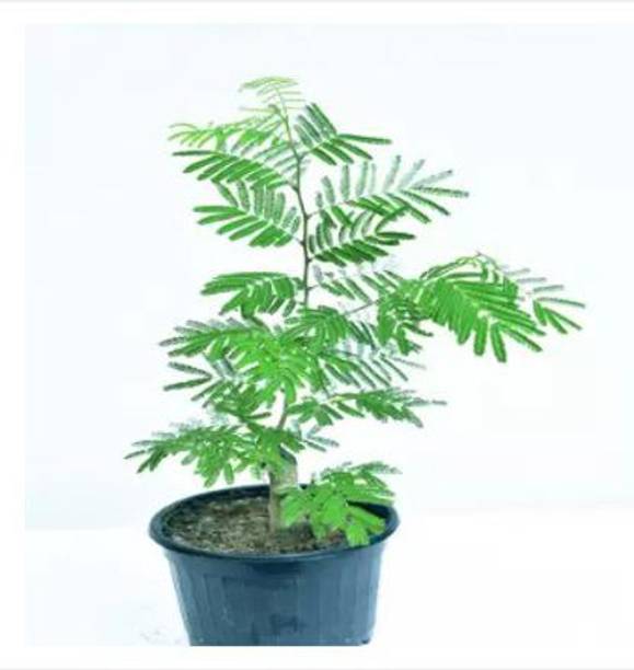 PLANTTOOZS Shami/Jand Plant