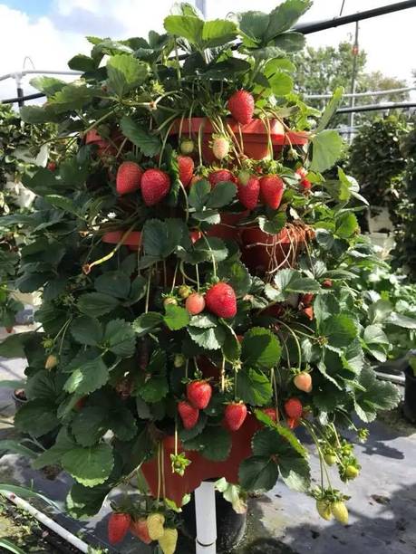 RasmoniGreen Strawberry Plant