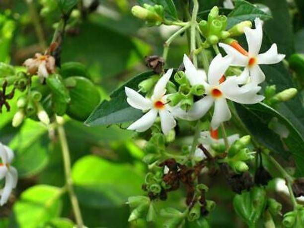 Aclipastal Parijat/Harsingar Plant