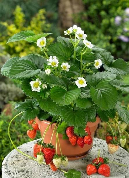 hybrid strawberry Strawberry Plant