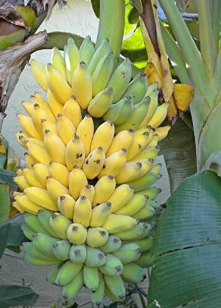 dream shop now Banana Plant