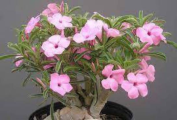 Oxygreenplant Adenium Plant