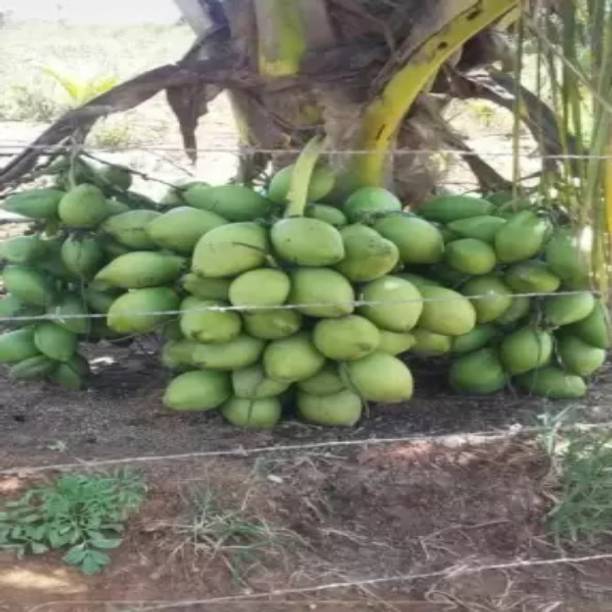 PB EVERGREEN Coconut Plant