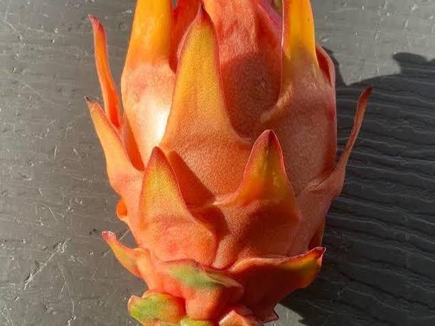 Rozaliya Dragon Tree