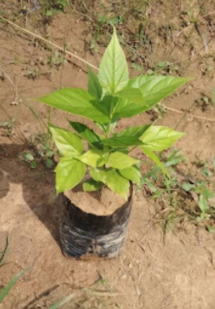 SBGARDEN Parijat/Harsingar Plant