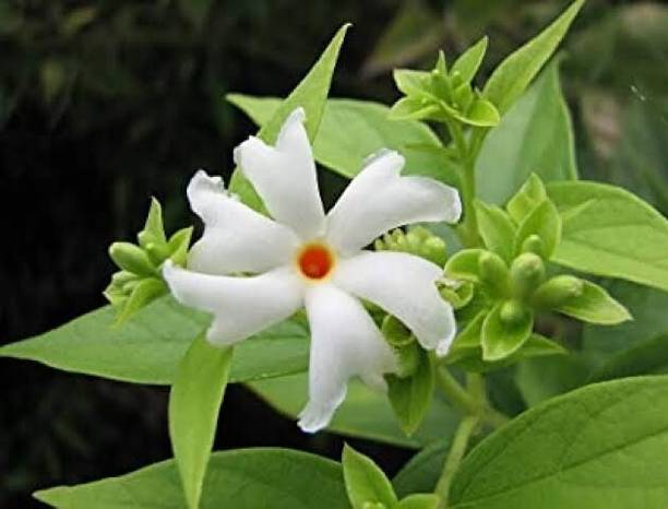 Oxygreenplant Parijat/Harsingar Plant