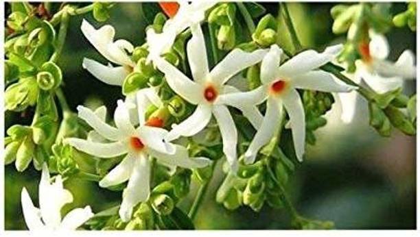 ग्रीन हाउस स्टोर पारिजात / हरसिंगार प्लांट पौधा