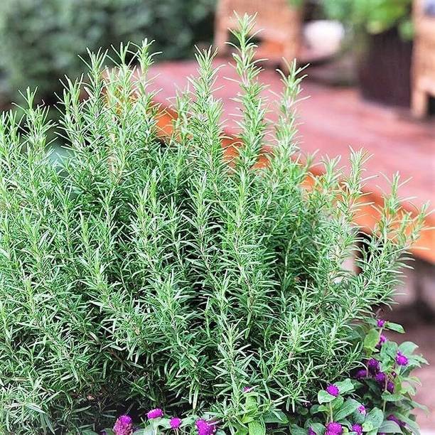 Cloud Farm Rosemary Plant