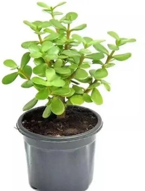 js traders Jade Plant
