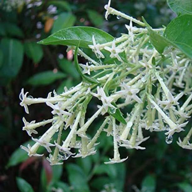 Barnaby Jasmine Plant