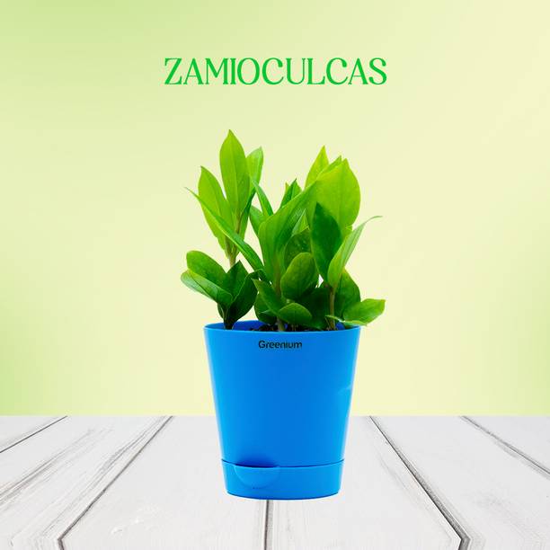 Greenium Zamia Plant