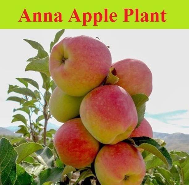 LaughEarth Apple Plant