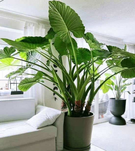 priyashitaNursery Alocasia Plant