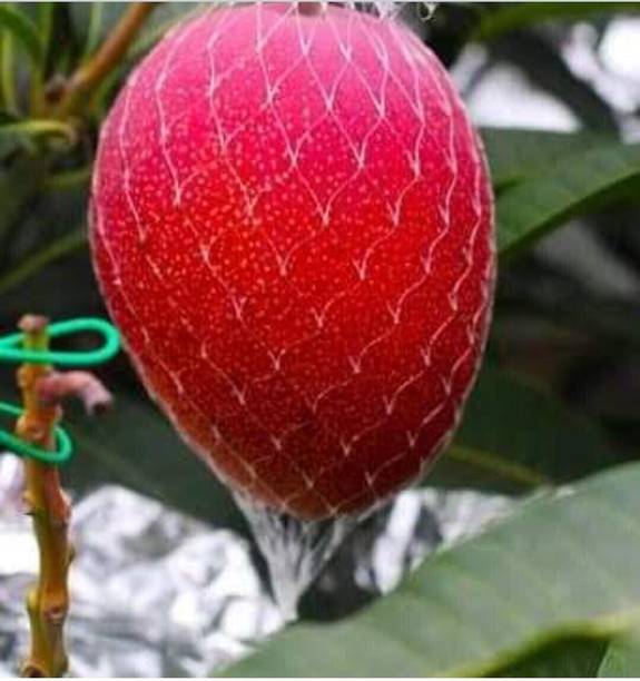 Japanese Miyazaki Mango Plant Mango Plant