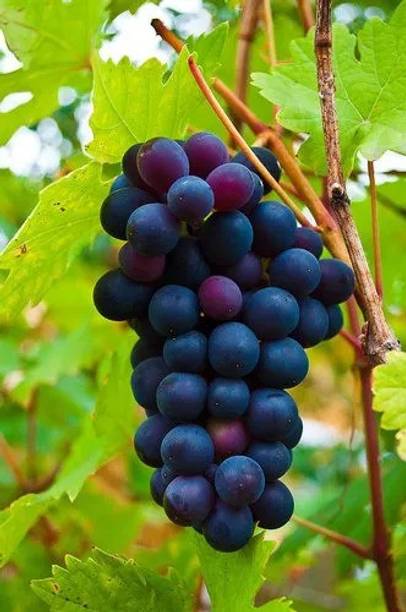 Cloud Farm Grapes Plant