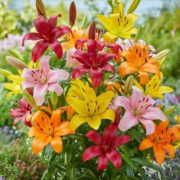 Paudhastore Lily Plant
