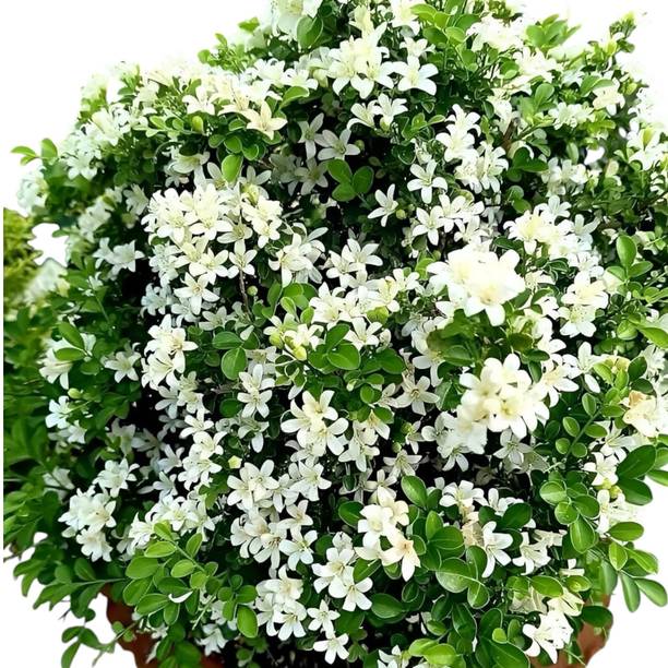 DEY CRAFT Madhu Kamini Plant