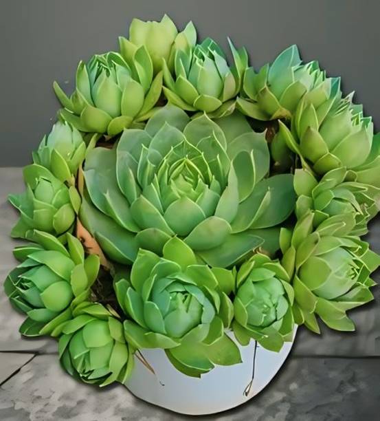 Pagoda live plant Rosemary Plant