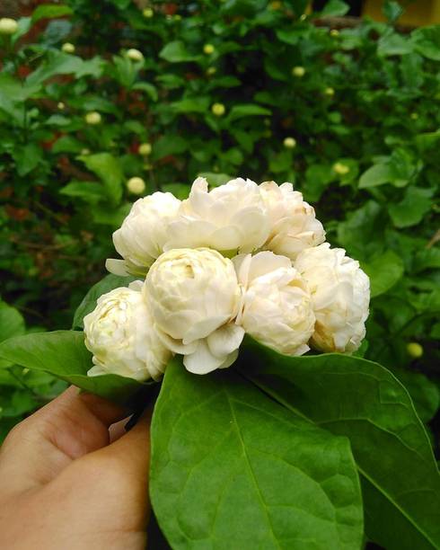 Barnaby Jasmine Plant