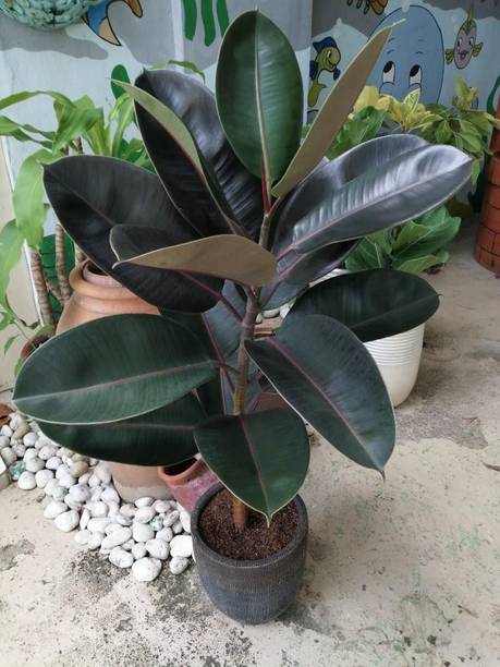 SonaliTraders Rubber Tree