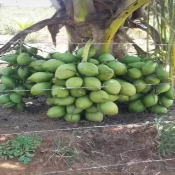 SinaliTraders Coconut Plant