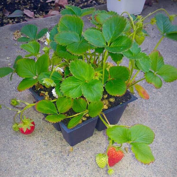 Cloud Farm Strawberry Plant