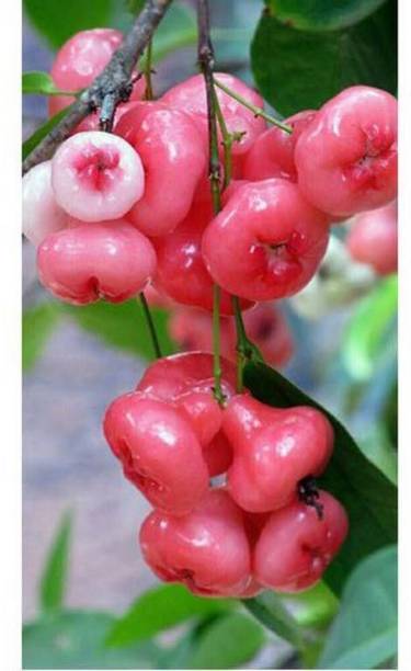 AFARTIOBINA Jamun Plant