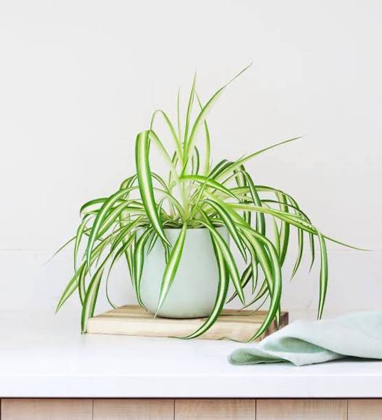 FunnyAndFit Spider Plant