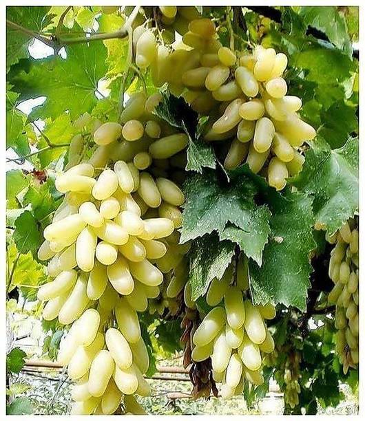 Cloud Farm Grapes Plant