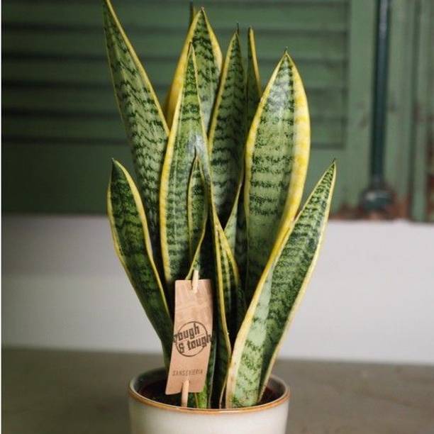 Wrenna Snake Plant