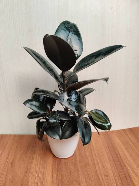 Cloud Farm Rubber Tree