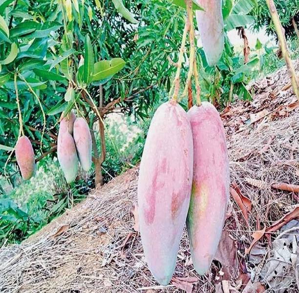 Miyazaki Mango Plant