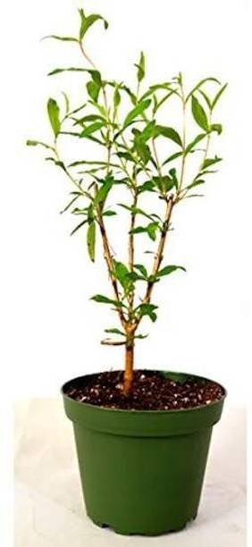Cloud Farm Pomegranate Plant