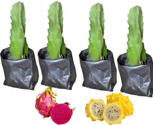 BROTHERS SMD Dragon Tree