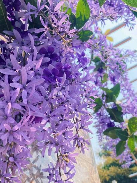 KPL PLANT OF VINE Sandpaper Vine