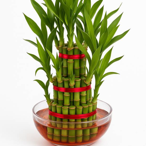 HH store Three Layer Bamboo Plant